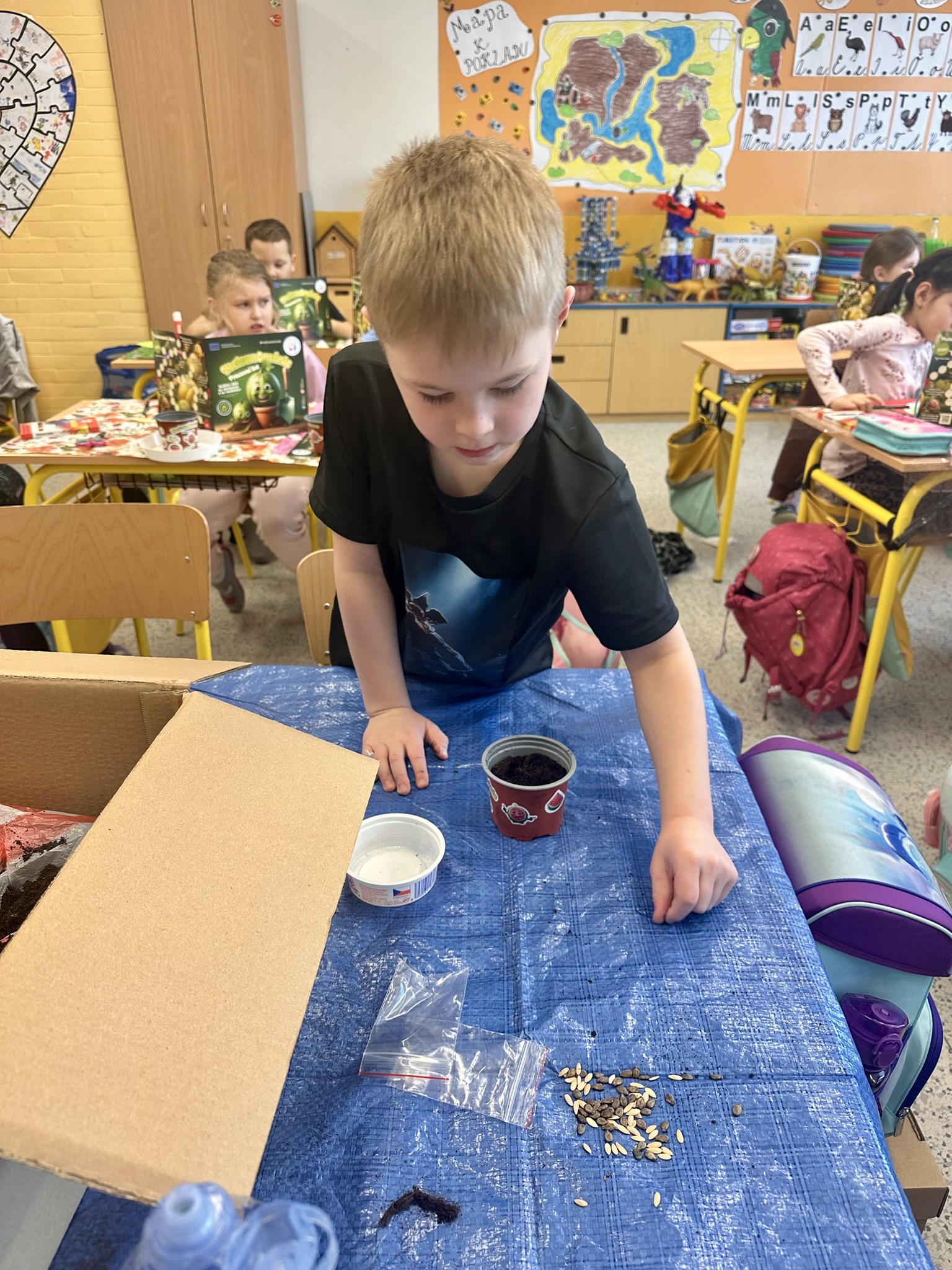 Setí semínek melounů